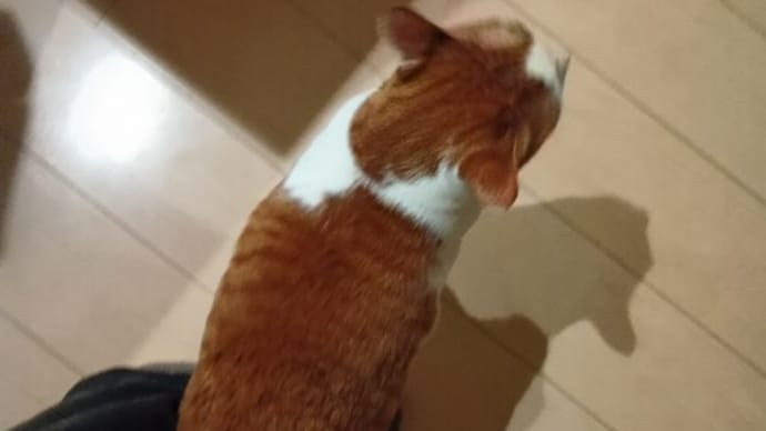 明日があるさ