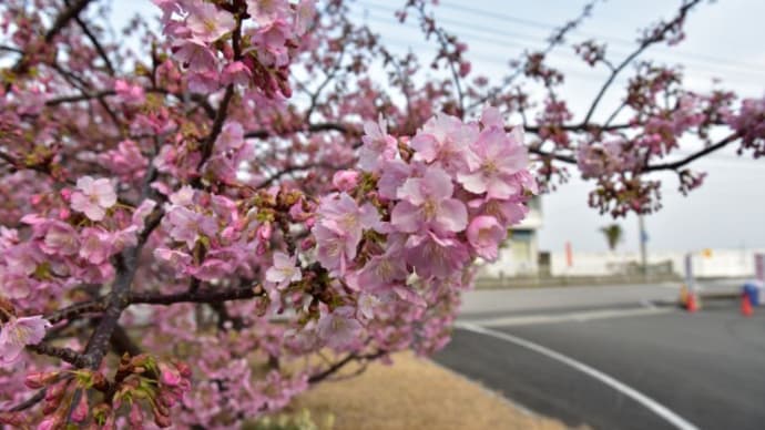 津久見 四浦半島河津桜2024