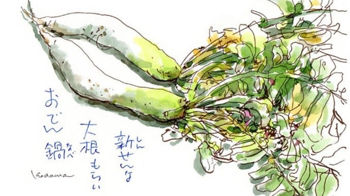 新鮮な 大根もらい おでん鍋