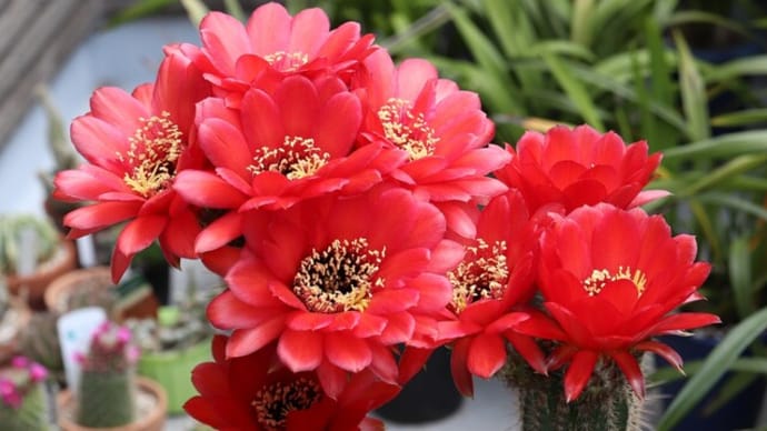 【多肉】大きくて真っ赤な花の美女丸　花いっぱい