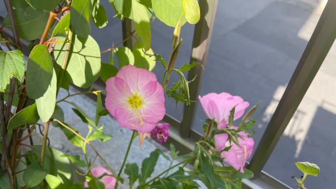 植えたかなぁ?
