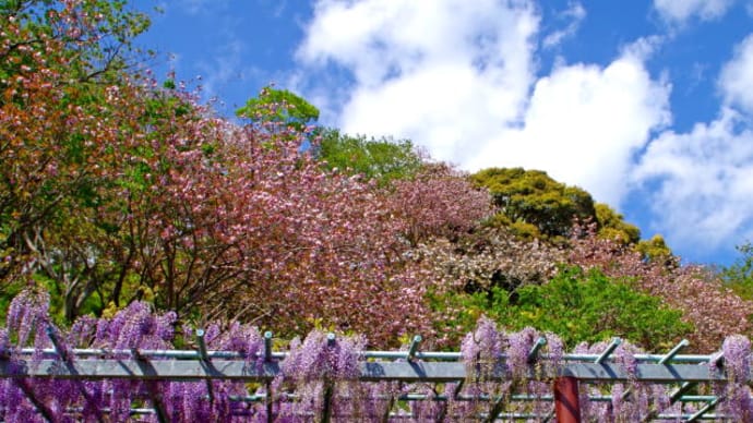 藤と里桜がコラボ　蓮華寺池公園