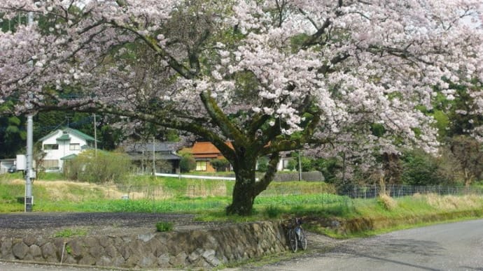 満開!!　桜祭り