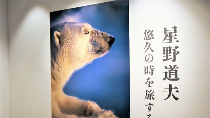 東京都写真美術館で、『星野道夫　悠久の時を旅する』を観ました。