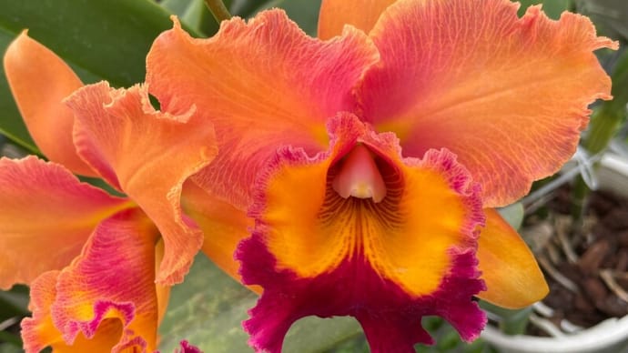 ◇Rlc. Naoki's Orange Delight ‘#1’