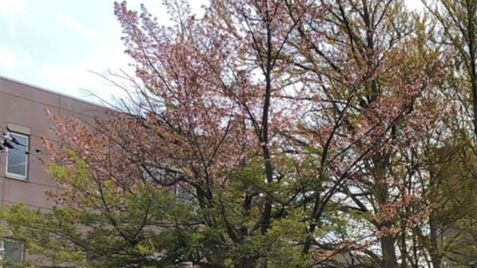 【札幌市　エドウィン・ダン記念公園の桜】