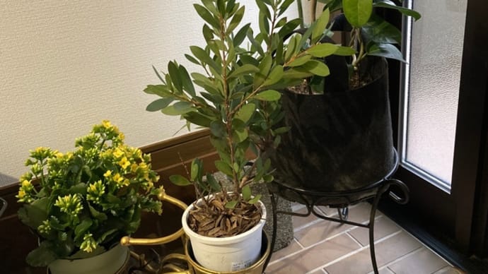 「水の旅」から嬉しい一日に