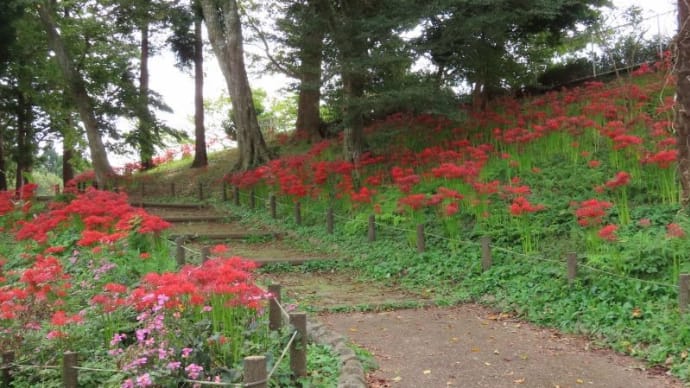 あけぼの山公園の彼岸花