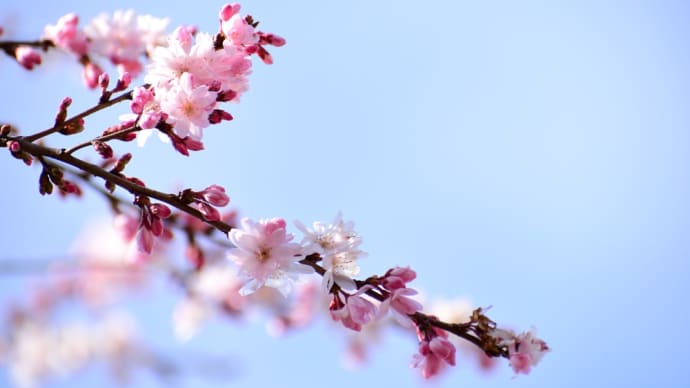 春空と早咲きの桜と。