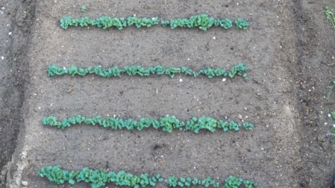 期限切れと自家採・発芽したのは?