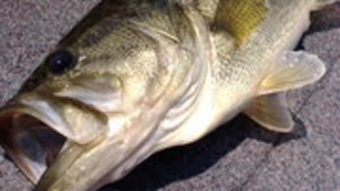 やっぱり良く釣れる!60Dジグ