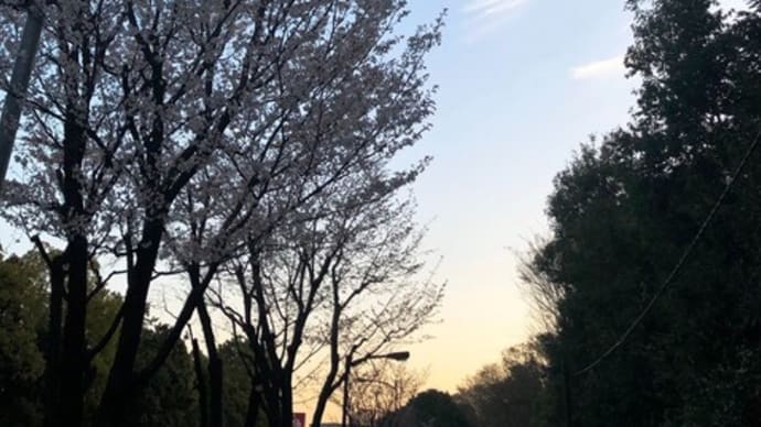 朝日に輝く春分の桜・・🌸✨