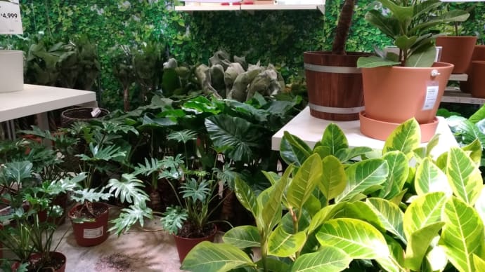 IKEAの観葉植物がすごい