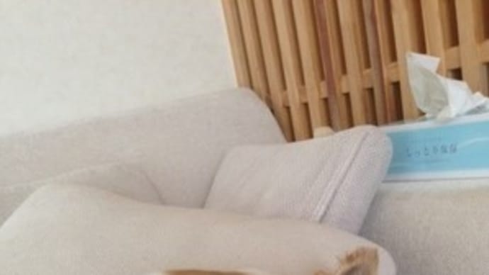 野生にはなれない