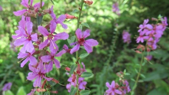 みそはぎ(禊萩・千屈菜)