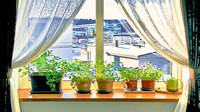 我が書斎の出窓で、元旦の朝陽を浴びる鉢植えのイタリアン・パセリとビオラ
