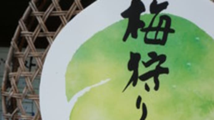 梅の実が実る、滋賀県の「叶匠寿庵　寿長生の郷(すないのさと）」。この時期だけの梅の品々も