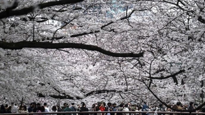 桜シーズン到来に合わせ…中国で大人気の日本旅行 観光ビザ申請数は2倍に