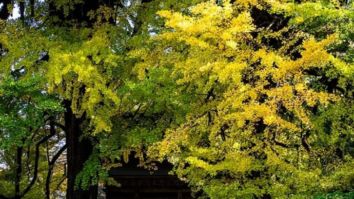 広徳寺の黄葉は少し早かった様です