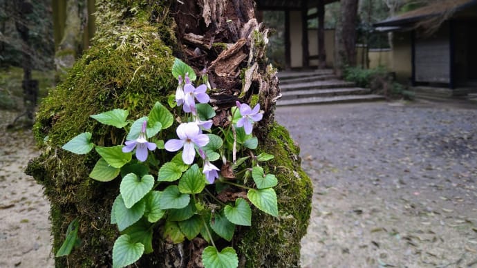 上野公園「俳聖殿」にて、藤の花…