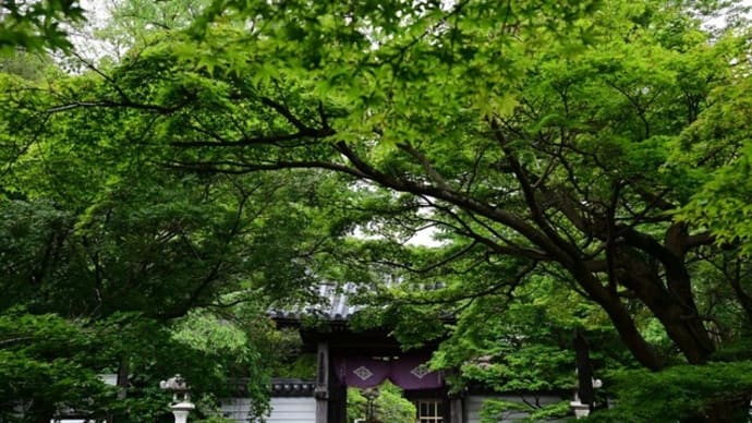 龍福寺の池泉庭園