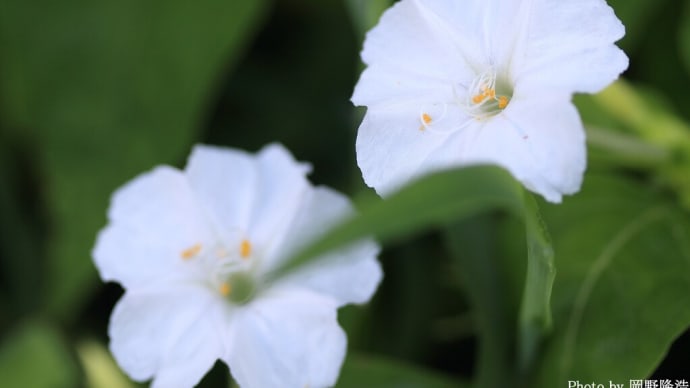 「白粉花/おしろいばな 白系×8枚。」