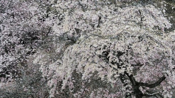 奥多摩、浅間嶺の桜