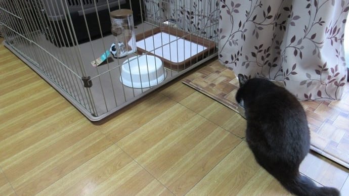 ケージを組み立て準備完了! 気がつかないうちにボールまで・・・
