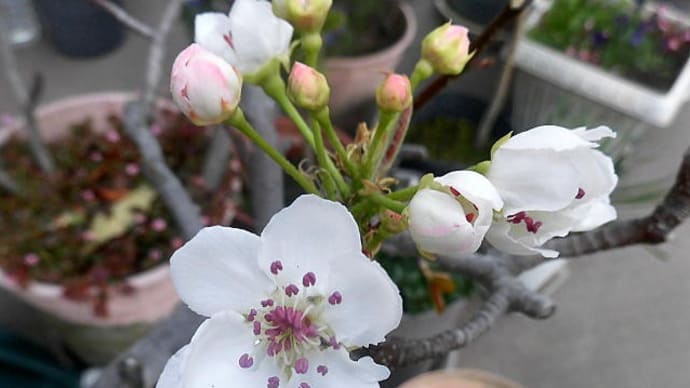 桜２本目、開花