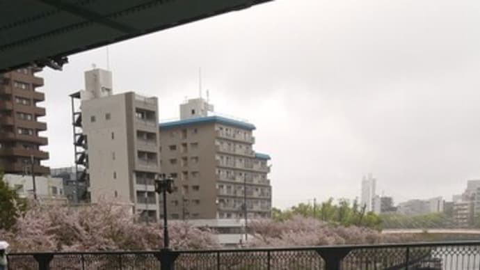 本日は雨の中造幣局の通り抜けへ。今年は１時間２００名の制限があり、すいていました。川沿いの露店はほとんどなく閑散と。