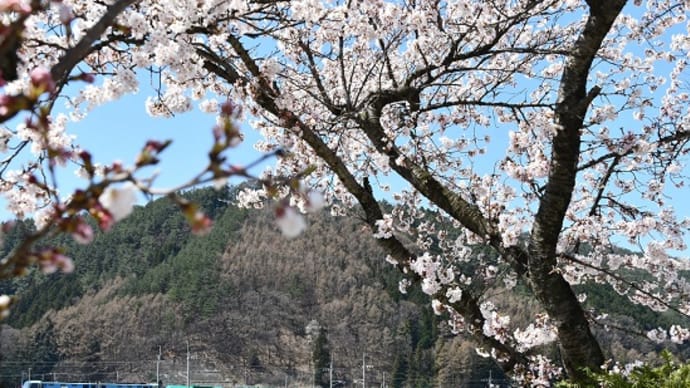 4月11日撮影 桜と東線貨物2080レより
