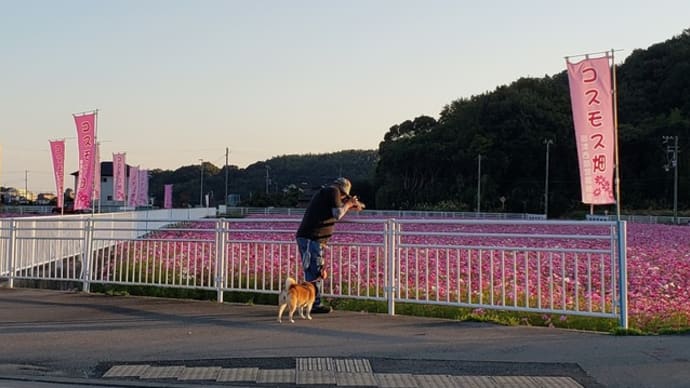 コスモス畑③