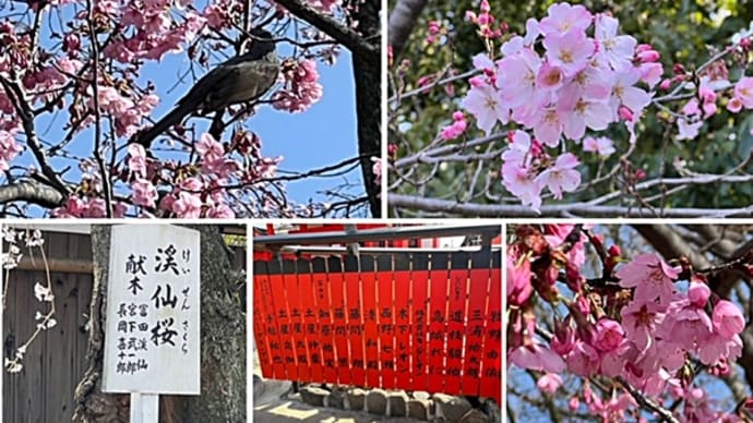 嵯峨野界隈の桜桜桜♫😍