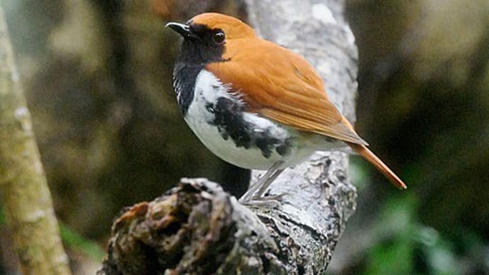アカヒゲの♂(オス)と♀(メス)