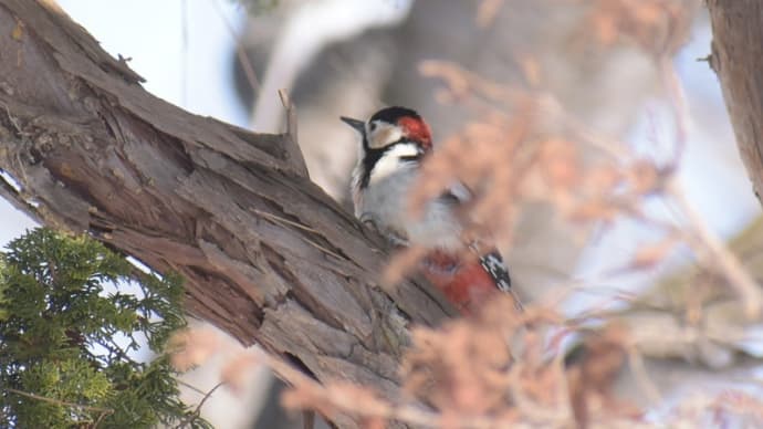 公園のアカゲラ、熱心な採餌