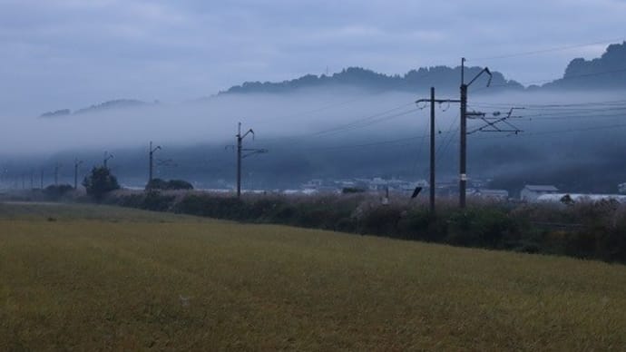 今朝の散歩から。