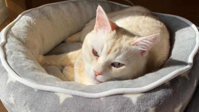 今日のねこやしき