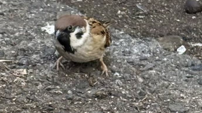 新橋のスズメ〈英訳付〉