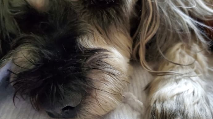 なかむらピアノ教室きよせ オンラインレッスンとコロナ。そして犬の誤飲
