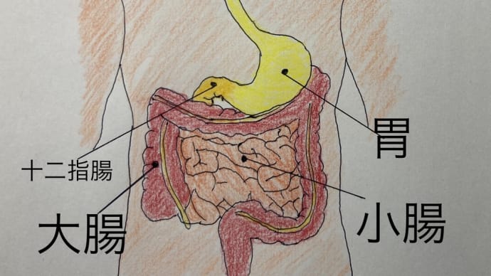 腸と自律神経