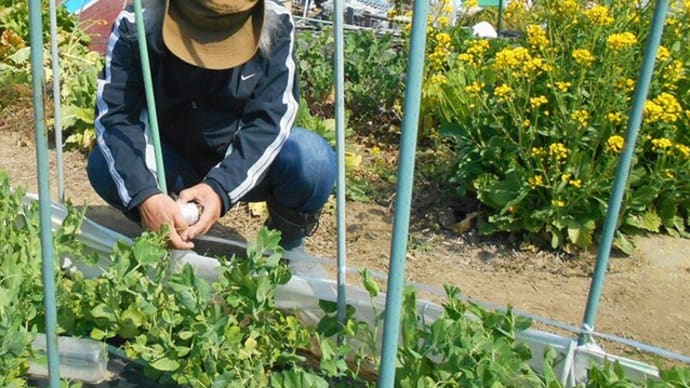 <我が家の菜園422> 巻きつきテープ張り