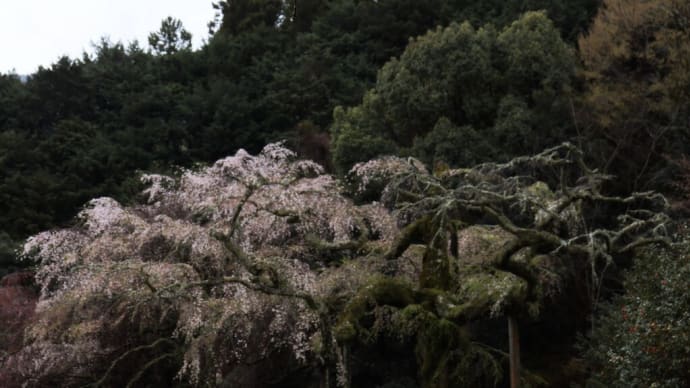 桜を訪ねて