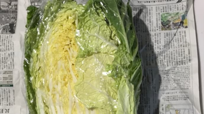 大きな白菜!今夜は鍋♪