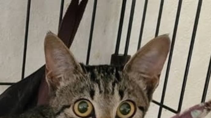 子猫紹介 いしかわちゃん