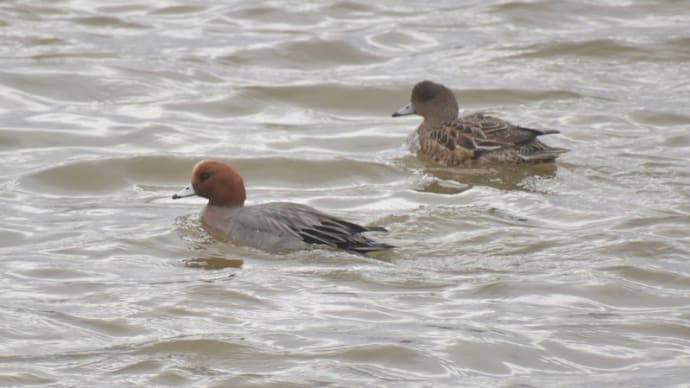 冬鳥がまだいた&夏羽のカンムリカイツブリ、コチドリ、猫