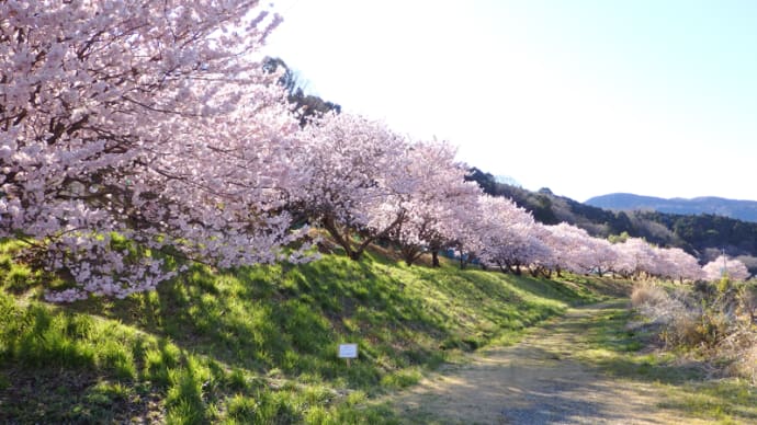 狩川沿いの春めき桜(南足柄市)
