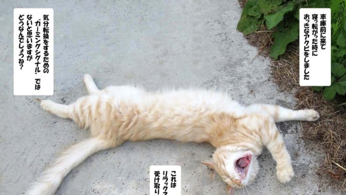 おっきなアクビ