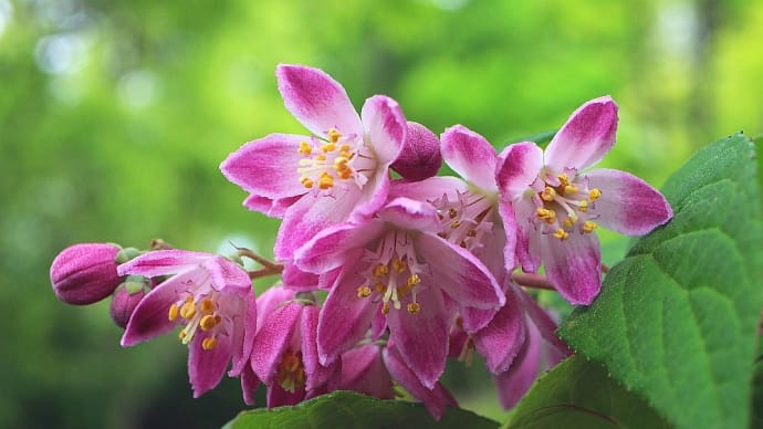 ウツギ、タニウツギ - 樹に咲く花17