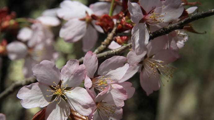 貞麟寺の桜(信州)