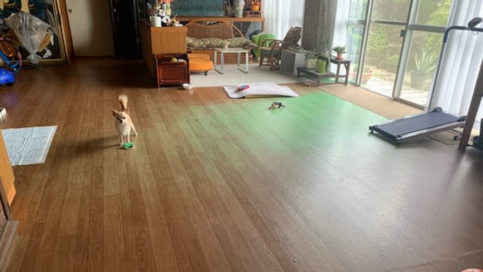 おばちゃんちの「室内ドッグラン」と呼んでるお部屋。